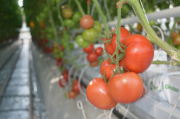 Production de tomate grappe en hors sol en serre chauffée